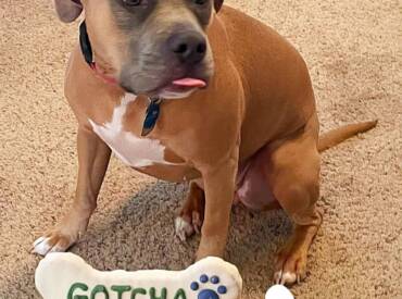 Happy Gotcha Day for Molly!
