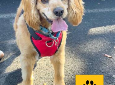 Happy Tongue Out Tuesday!