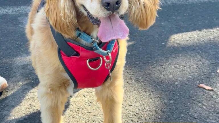 Happy Tongue Out Tuesday!